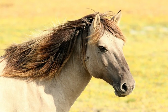 horse-197199640 horse-197199640